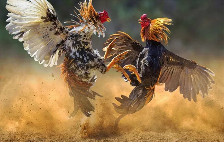 Hướng Dẫn Chi Tiết Cách Chơi Đá Gà WS168 Tại Nohu90 An Toàn Và Hiệu Quả